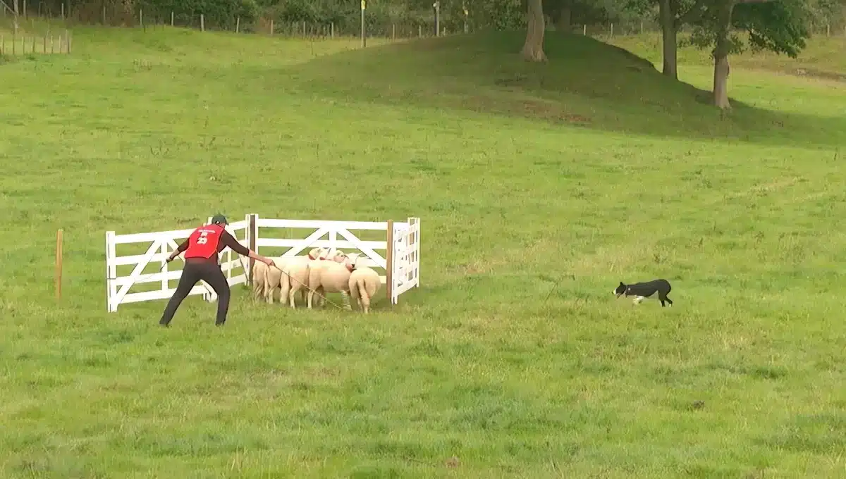 Sheep Dog Trials