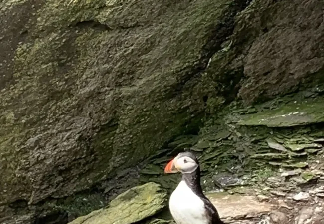 Skellig Michael and Ring of Kerry Private Tour